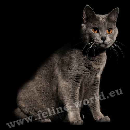 CHARTREUX_4 (RACE)